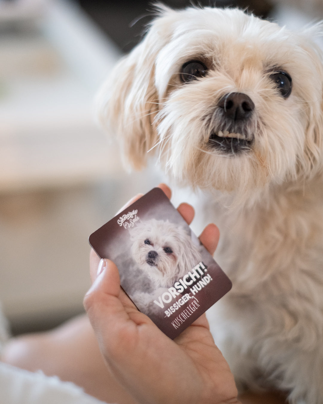 Schokolade für die Seele (Limitieres Fanbundle)